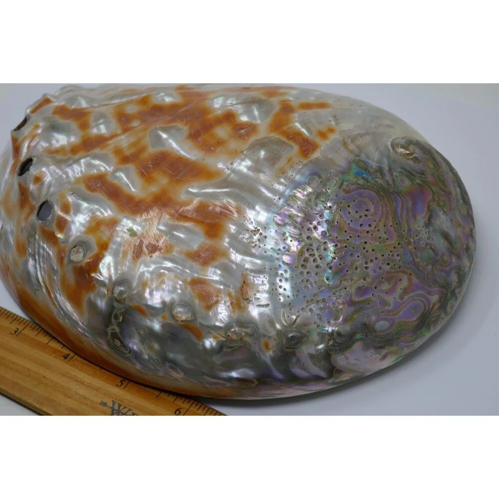 Large Red Abalone Haliotis rufescens Iridescent MOP 8x6 Shell